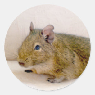 Redonda Degu Pegatina