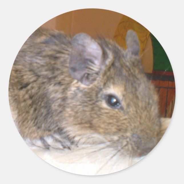 Redonda Degu Relaxing Pegatina (Anverso)