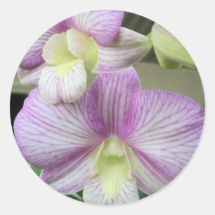 Redonda Delicada orquídea blanca y violeta en un pegatina