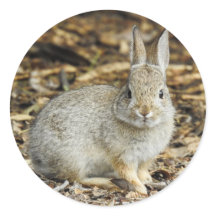 Desert Cottontail Pegatina