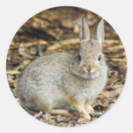 Redonda Desert Cottontail Pegatina