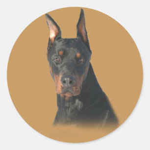 Redonda Doberman Pinscher Pegatina asombroso