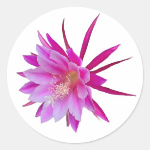 Redonda Dragon Fruit Flower Pegatina