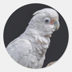 Redonda El Pegatina de Cockatoo de Goffin