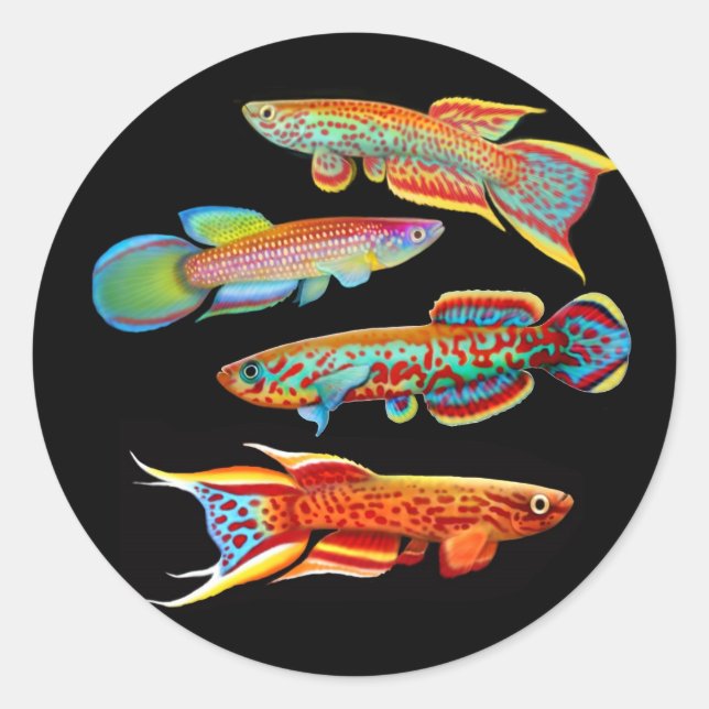 Redonda El Pegatina Killifish (Anverso)