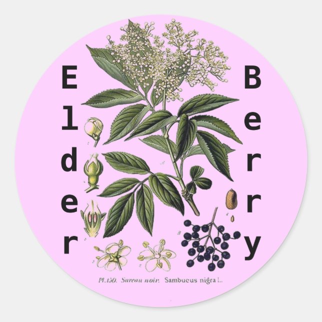 Redonda Elderberry Sambucus pegatina (Anverso)