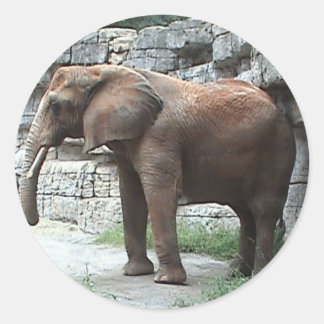 Redonda Elephant Pegatina
