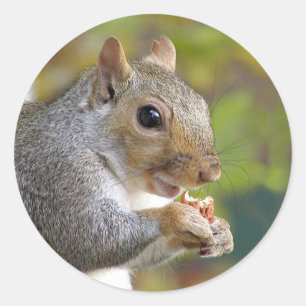 Redonda ¿Está loco? pegatina