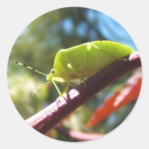 Redonda Fallo de Stink 216 ~ pegatina