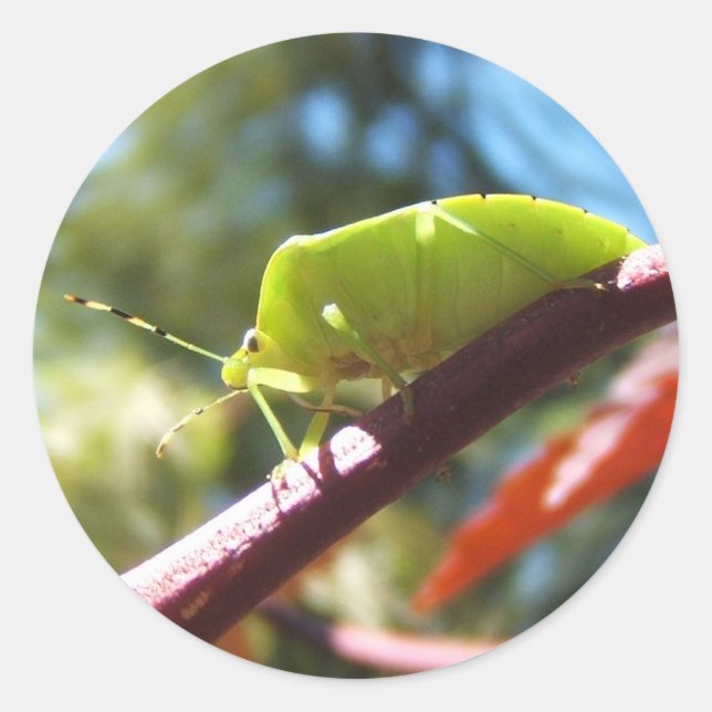 Redonda Fallo de Stink 216 ~ pegatina (Anverso)