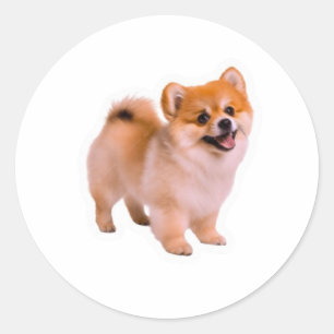 Redonda Feliz pegatina de cachorro Pomerania esponjoso