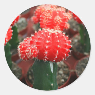 Redonda Fila del pegatina de los cactus