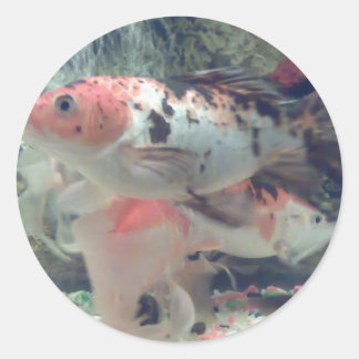 Redonda Fish Koi Round Pegatina