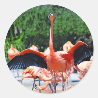 Redonda Flamingo Round Pegatina