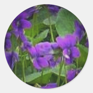 Redonda Flor estatal de Wisconsin: Pegatina violeta de la 