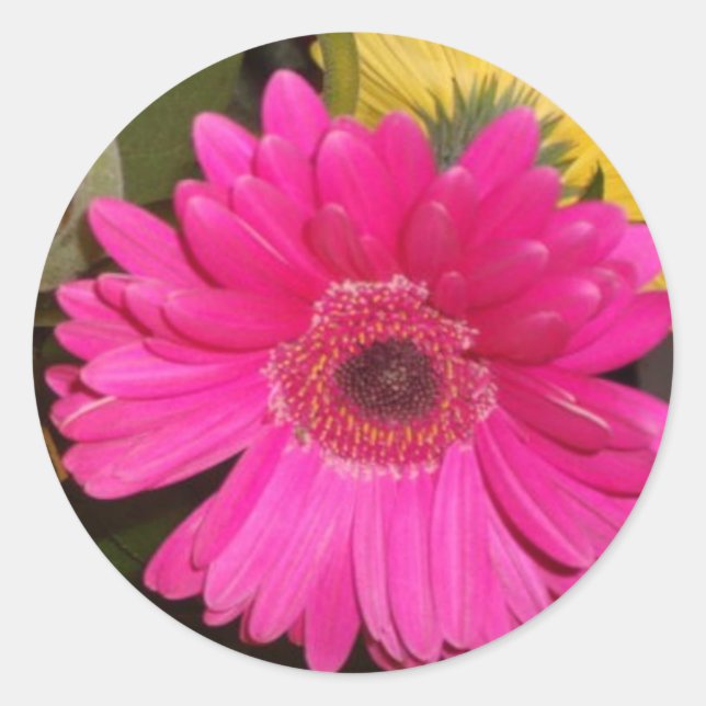 Redonda Fuschia Gerbera Daisy Pegatina (Anverso)