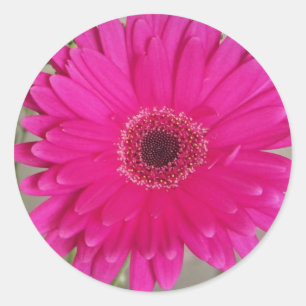 Redonda fushia daisy pegatina