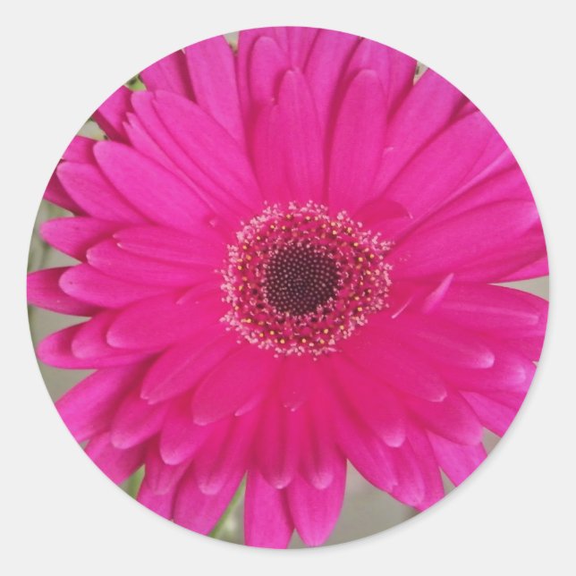 Redonda fushia daisy pegatina (Anverso)
