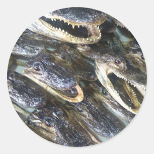 Redonda Gator Head Pegatina