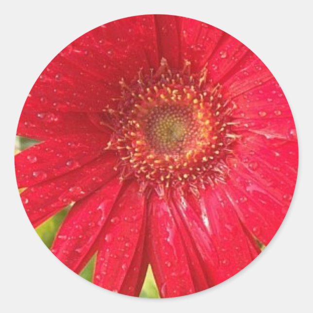 Redonda Gerber Daisy Pegatina (Anverso)
