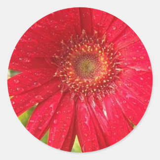 Redonda Gerber Daisy Pegatina