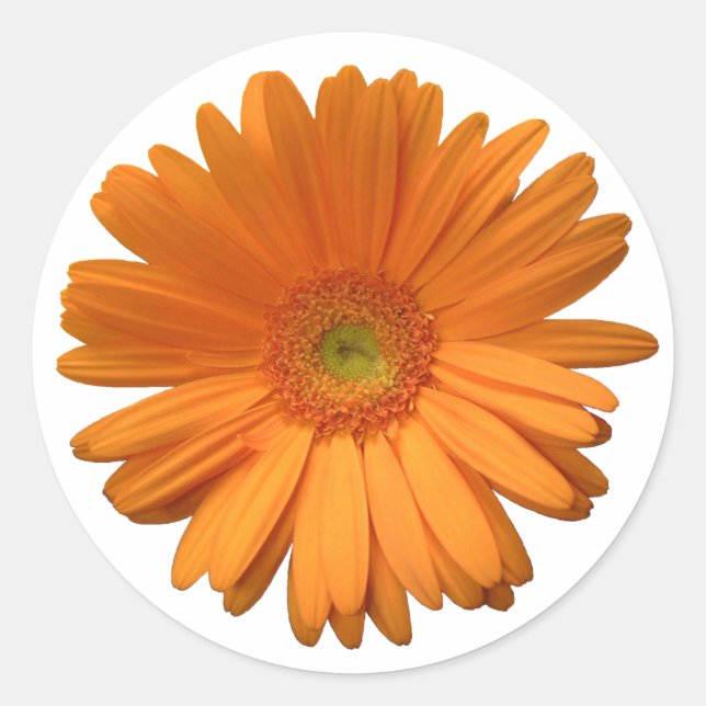 Redonda Gerber Daisy pegatina (Anverso)