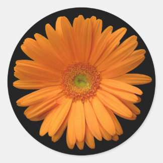 Redonda Gerber Daisy pegatina