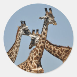 Redonda Giraffe Heads Pegatina