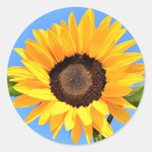 Redonda Girasol amarillo contra el sol en el Pegatina Blue