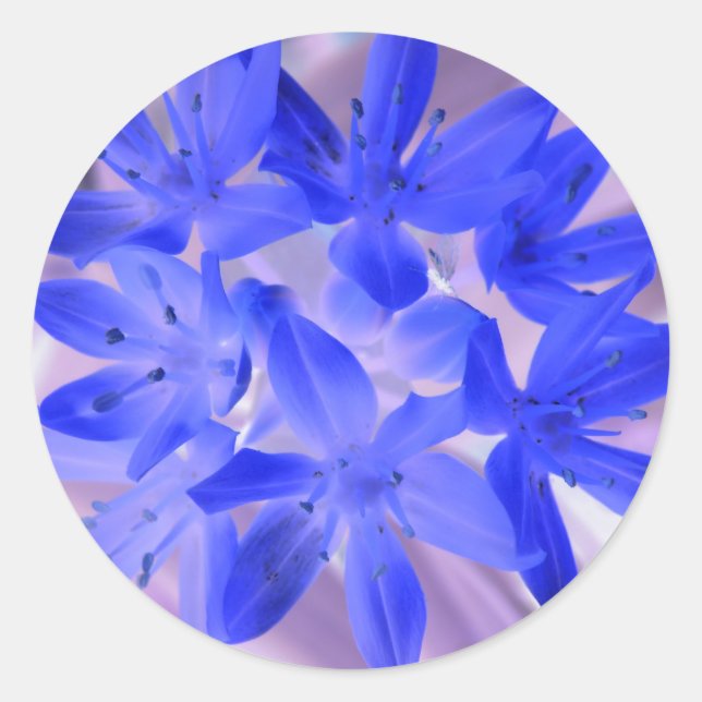 Redonda Gloria De La Nieve Impactante Pegatina Azul (Anverso)