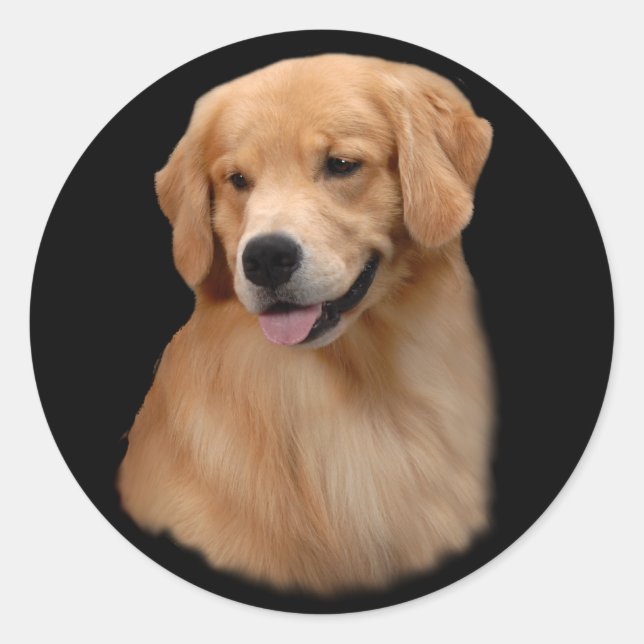 Redonda Golden Retriever Frisco Large Pegatina (Anverso)
