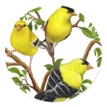 Goldfinches estadounidenses en Pegatina de vinos