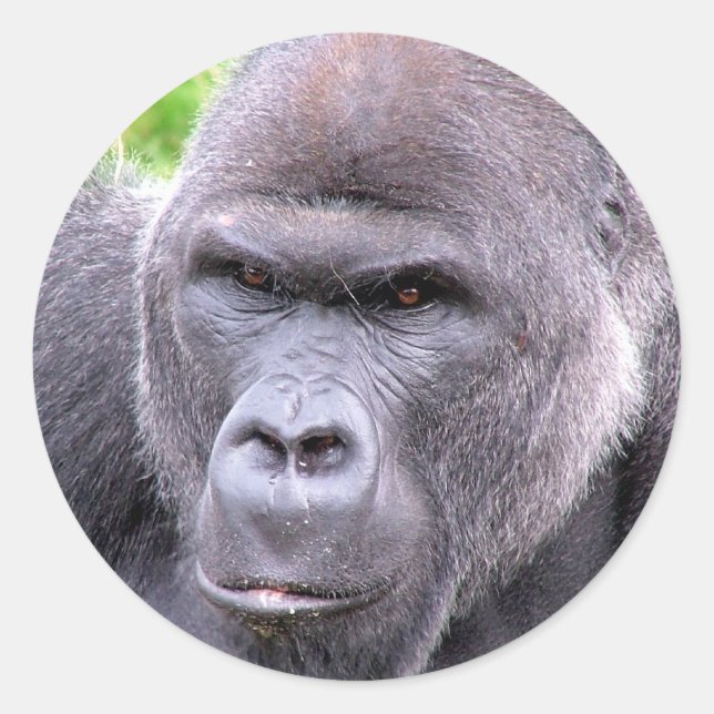 Redonda Gorilla Pegatina (Anverso)