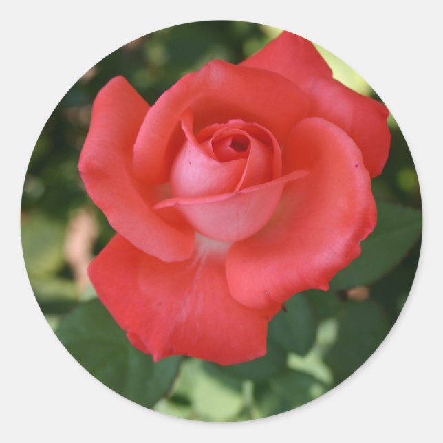 Redonda Gran naranja rojo rosa flor pegatina (Anverso)