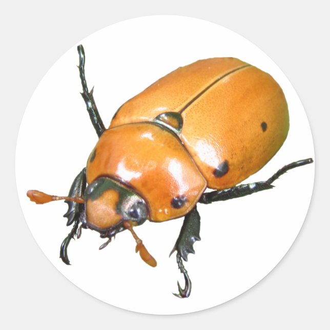 Redonda Grapevine Beetle ~ pegatina (Anverso)