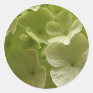 Redonda Green Hydrangea Pegatina