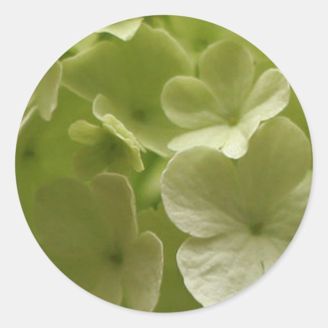 Redonda Green Hydrangea Pegatina (Anverso)