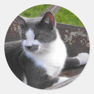 Redonda Gris y Pegatina de gato blanco