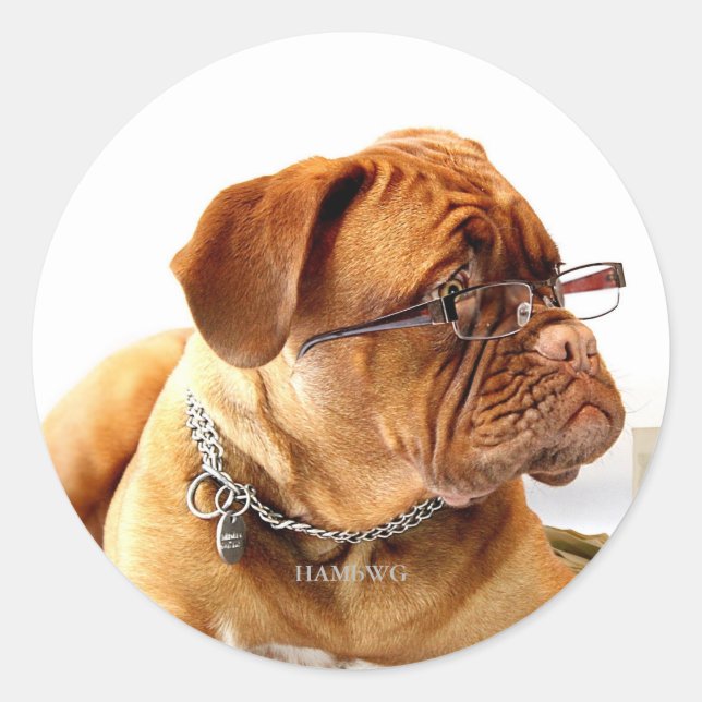 Redonda HAMbWG - Pegatina - Bulldog con lentes (Anverso)