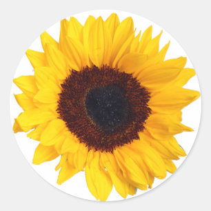 Redonda Hermoso girasol amarillo en Pegatina blanco