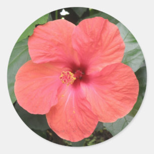 Redonda Hermoso Naranja Hibiscus Flower Pegatina