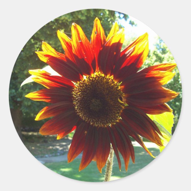 Redonda Hermoso Pegatina amarillo y girasol rojo (Anverso)