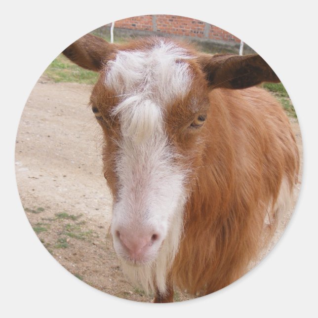 Redonda Hermoso pegatina con cabra marrón (Anverso)