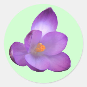 Redonda Hermoso Pegatina de Crocus