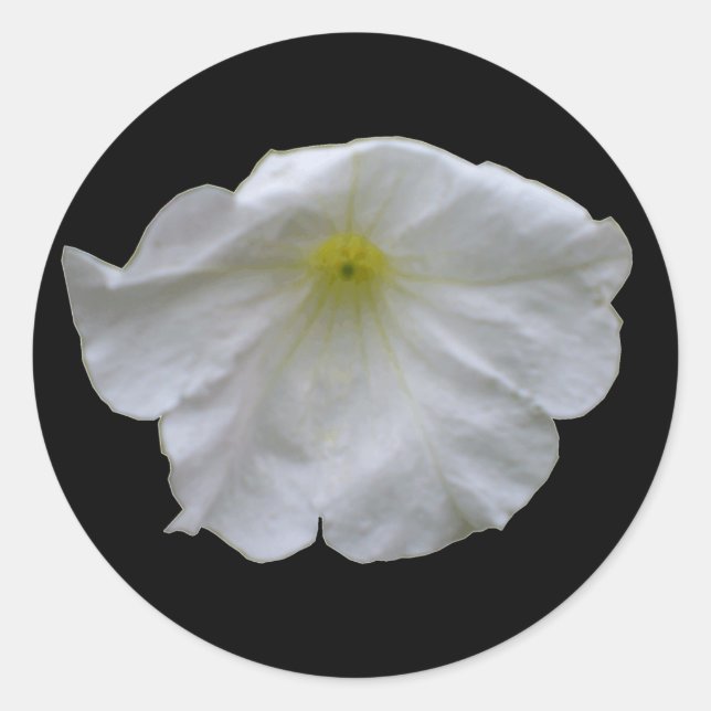 Redonda Hermoso Pegatina de White Petunia (Anverso)