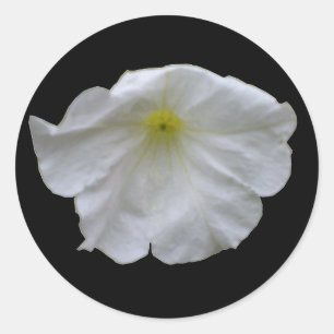 Redonda Hermoso Pegatina de White Petunia