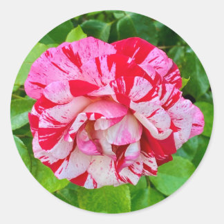 Redonda Hermoso Rosa #2 Pegatina