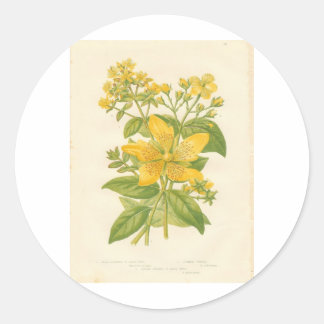 Redonda Hipérico, Pegatina de impresión de flores botánica