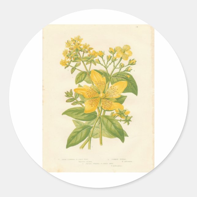 Redonda Hipérico, Pegatina de impresión de flores botánica (Anverso)