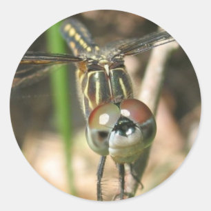 Redonda Hoja Pegatina "Sonrisa de libélula"